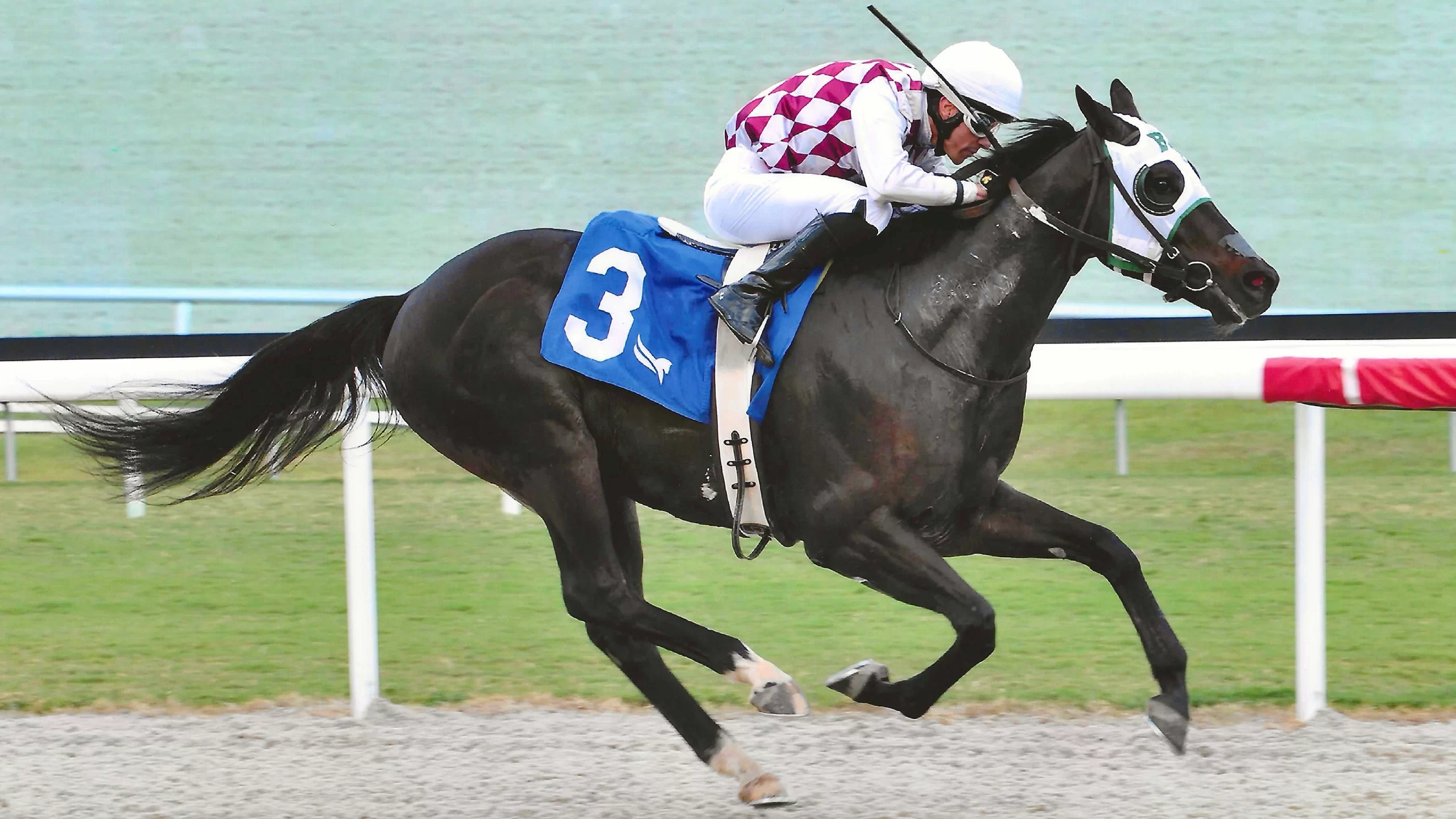 Union Trail Wins Third Race Going Gate-to-Wire