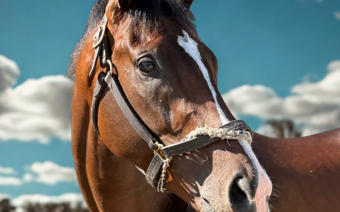Tiz Dashing
